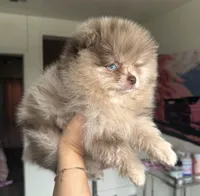 Smores , a male Pomeranian for sale in Beverly Hills, CA – 3 of 3