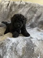 Gigi, a female Poodle - Toy  for sale in Canyon Country, CA – 4 of 6