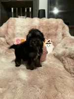 Willow, a female Morkie for sale in Canyon Country, CA – 2 of 3