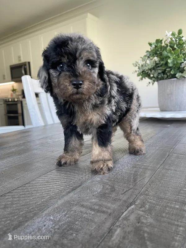 Ollie – Maltipoo puppy for sale in Canyon Country, CA