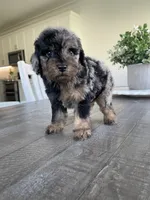 Ollie, a male Maltipoo for sale in Canyon Country, CA – 1 of 4