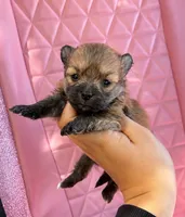 Lola, a female Pomapoo for sale in Beverly Hills, CA – 1 of 1