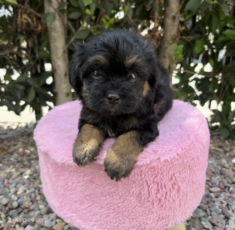 Boo – Maltipoo puppy for sale in Beverly Hills, CA