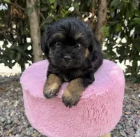 Boo, a male Maltipoo for sale in Beverly Hills, CA – Photo 1 of 2