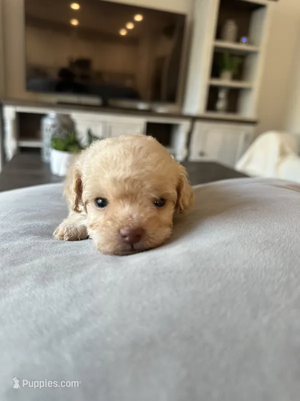 Bucky – Pomapoo puppy for sale in Beverly Hills, CA