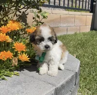 Cleo , a male Maltipoo for sale in Beverly Hills, CA – Photo 2 of 2