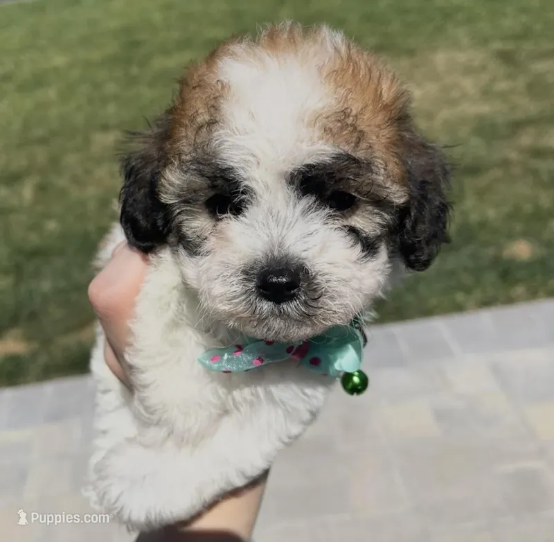 Cleo  – Maltipoo puppy for sale in Beverly Hills, CA