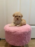 processed/c3fea910-0b8d-4493-967e-07698e26e983/listing/d1a77736-36da-404b-b902-5eebe101c86f/bb1806dc-185d-444b-8e84-474bb278daee