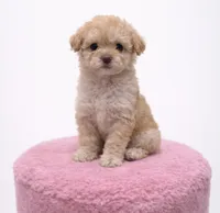 processed/c3fea910-0b8d-4493-967e-07698e26e983/listing/d1d5fa84-f6b1-4925-836d-a9b090c9d79c/eed3ba11-e7e5-4fd6-9f10-61a0542f5e1d