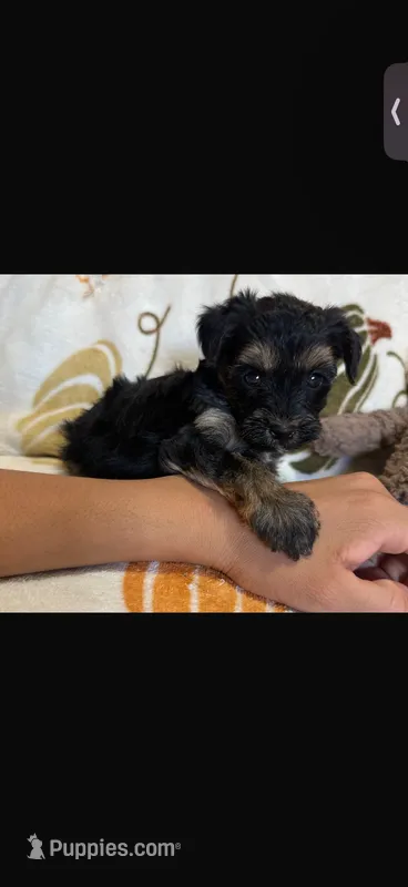 Rocco  – Yorkipoo puppy for sale in Canyon Country, CA