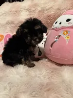 Ozzy, a male Morkie for sale in Canyon Country, CA – 3 of 4