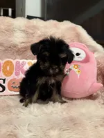 Ozzy, a male Morkie for sale in Canyon Country, CA – 1 of 4