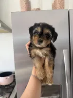 Willow, a female Yorkipoo for sale in Canyon Country, CA – 1 of 7