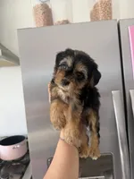 Willow, a female Yorkipoo for sale in Canyon Country, CA – 7 of 7