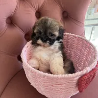 Clara, a female Maltipoo for sale in Beverly Hills, CA – Photo 3 of 6