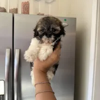 Clara, a female Maltipoo for sale in Beverly Hills, CA – Photo 4 of 6