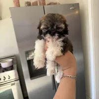 Clara, a female Maltipoo for sale in Beverly Hills, CA – Photo 2 of 6