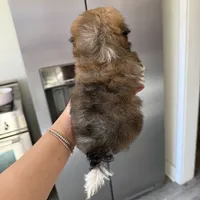 Clara, a female Maltipoo for sale in Beverly Hills, CA – Photo 6 of 6