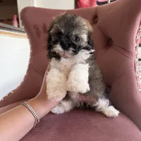 Clara, a female Maltipoo for sale in Beverly Hills, CA – Photo 1 of 6
