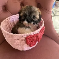 Clara, a female Maltipoo for sale in Beverly Hills, CA – Photo 5 of 6