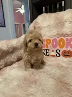 Ollie, a male Pomapoo for sale in Canyon Country, CA – 5 of 7