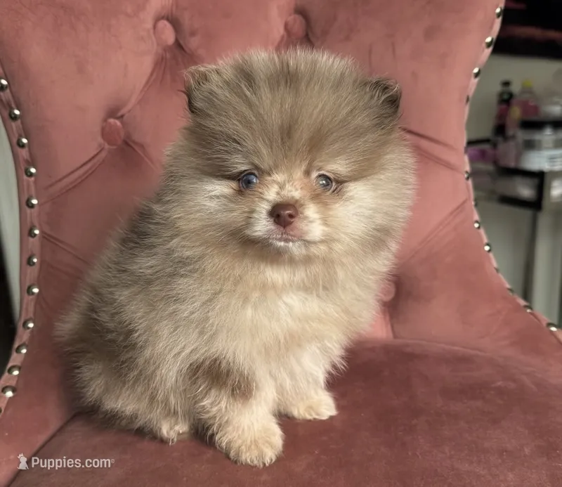 Smores  – Pomeranian puppy for sale in Beverly Hills, CA