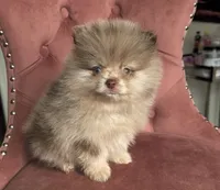 Smores , a male Pomeranian for sale in Beverly Hills, CA – 1 of 3