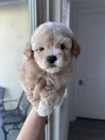 Bella, a female Maltipoo for sale in Canyon Country, CA – 6 of 7