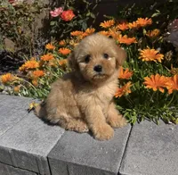 Mikey, a male Maltipoo for sale in Beverly Hills, CA – Photo 2 of 2