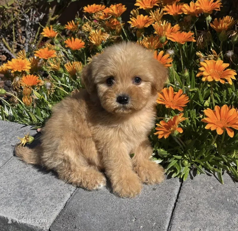 Mikey – Maltipoo puppy for sale in Beverly Hills, CA