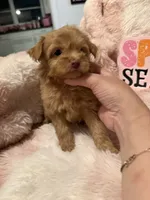 Scout, a male Pomapoo for sale in Canyon Country, CA – 2 of 6
