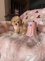 Molly, a female Maltipoo for sale in Canyon Country, CA – 2 of 7