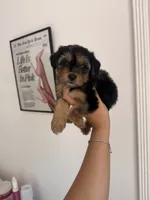 Willow, a female Yorkipoo for sale in Canyon Country, CA – 6 of 7