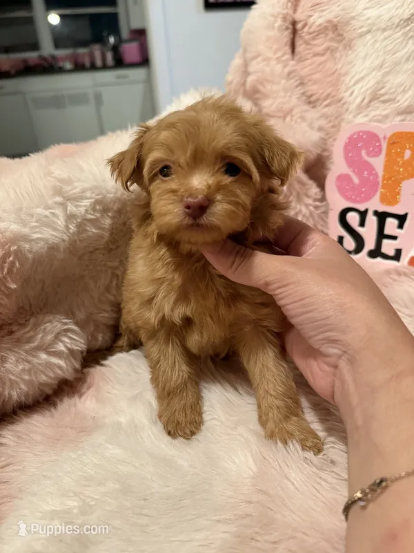 Scout – Pomapoo puppy for sale in Canyon Country, CA