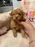 Scout, a male Pomapoo for sale in Canyon Country, CA – 1 of 6