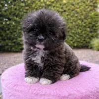 Princess, a female Pomapoo for sale in Beverly Hills, CA – Photo 1 of 3