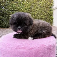 Princess, a female Pomapoo for sale in Beverly Hills, CA – Photo 2 of 3