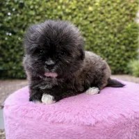Princess, a female Pomapoo for sale in Beverly Hills, CA – Photo 3 of 3