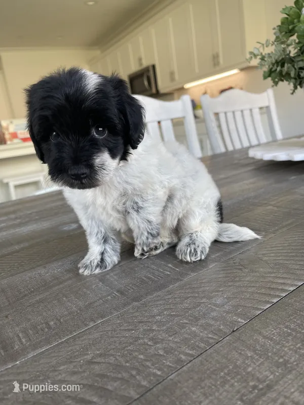 Milo – Maltipoo puppy for sale in Canyon Country, CA