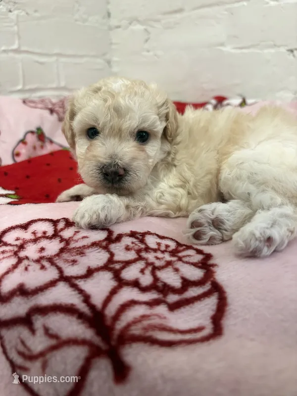 Louie – Pomapoo puppy for sale in Beverly Hills, CA