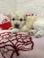 Louie, a male Pomapoo for sale in Beverly Hills, CA – 1 of 4