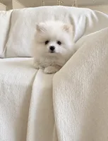 Oscar, a male Pomeranian for sale in Canyon Country, CA – 3 of 4