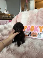 Izzy, a female Poodle - Toy  for sale in Canyon Country, CA – 3 of 5