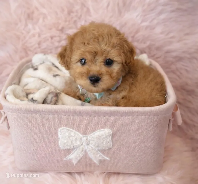 Cleo – Maltipoo puppy for sale in Beverly Hills, CA