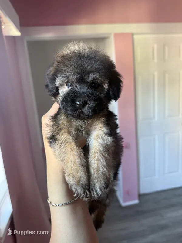 Oz – Maltipoo puppy for sale in Canyon Country, CA