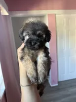 Oz, a male Maltipoo for sale in Canyon Country, CA – 1 of 4