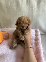Beau, a male Poodle - Toy  for sale in Canyon Country, CA – 1 of 4