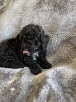 Nellie , a female Poodle - Toy  for sale in Canyon Country, CA – 3 of 5