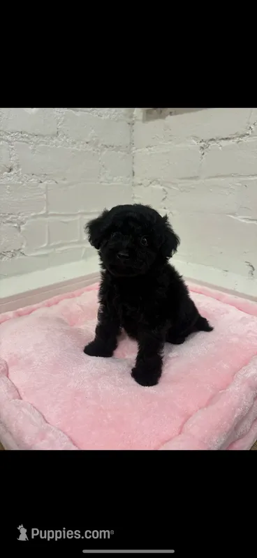 Koda  – Maltipoo puppy for sale in Beverly Hills, CA