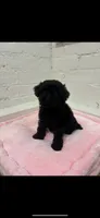 Koda , a male Maltipoo for sale in Beverly Hills, CA – 1 of 2